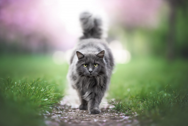 Обои картинки фото животные, коты, кот, кошка