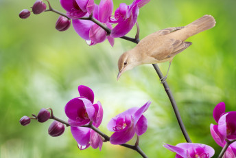 Картинка животные птицы птица