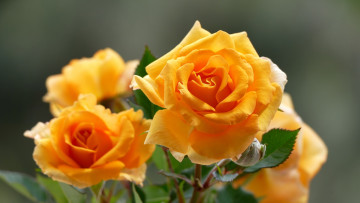 Картинка цветы розы