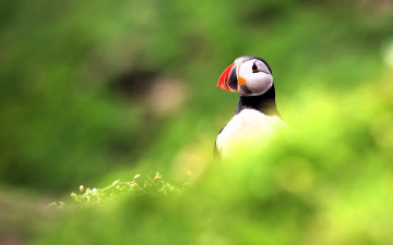 Картинка животные тупики тупик зелень