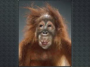 Картинка jill greenberg 01 животные обезьяны