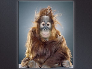 Картинка jill greenberg 05 животные обезьяны