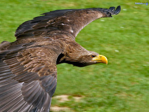 Картинка животные птицы хищники