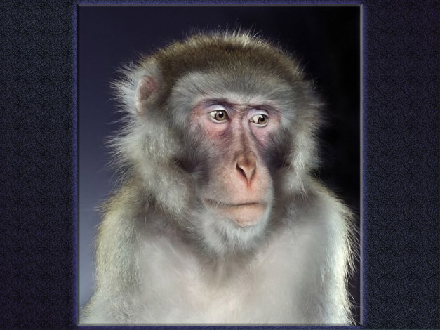 Обои картинки фото jill, greenberg, 02, животные, обезьяны