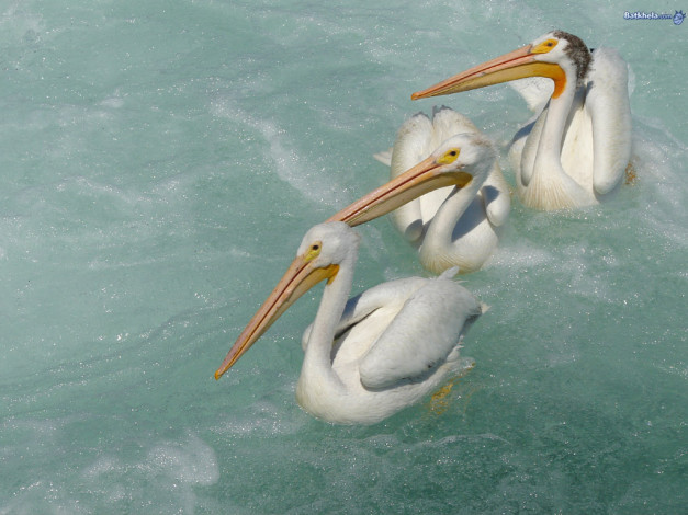 Обои картинки фото животные, пеликаны