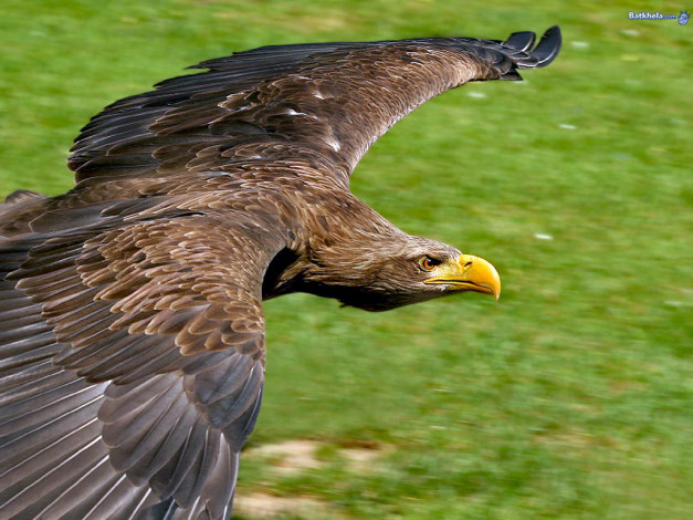 Обои картинки фото животные, птицы, хищники