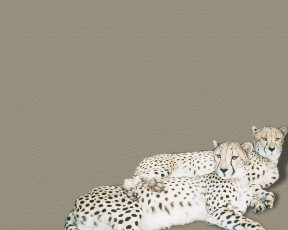 обоя рисованные, животные, барсы