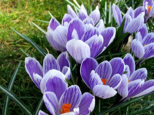 Картинка цветы крокусы