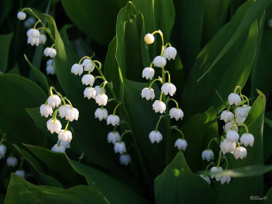 Картинка ландыши цветы