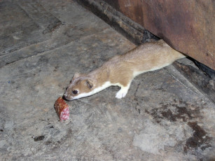 Картинка ласка животные хорьки ласки соболи горностаи куницы