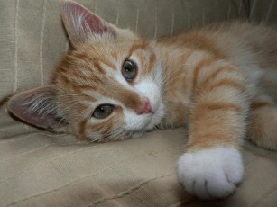 Картинка животные коты