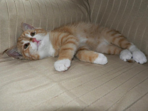 Картинка животные коты