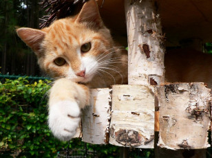 Картинка животные коты