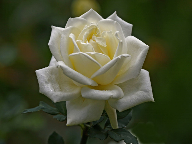 Обои картинки фото цветы, розы