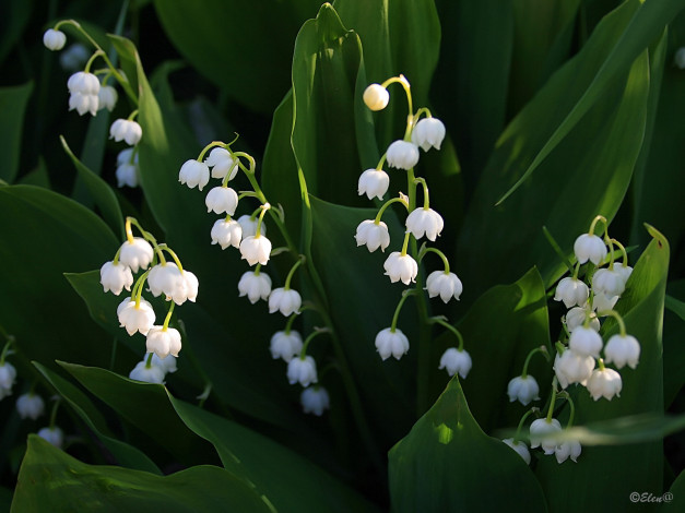 Обои картинки фото ландыши, цветы
