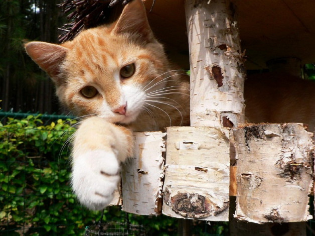 Обои картинки фото животные, коты