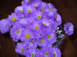 Картинка цветы астры