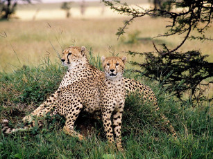 Картинка животные гепарды