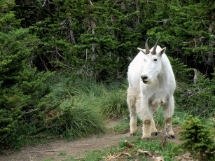 Картинка животные козы