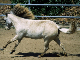 Картинка животные лошади