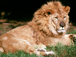 Картинка животные львы