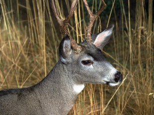 Картинка животные олени