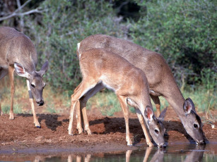 Картинка животные олени