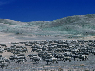 Картинка животные овцы бараны