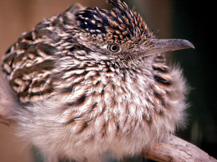 Картинка животные птицы