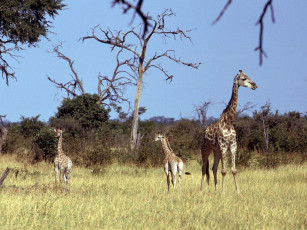 Картинка животные жирафы