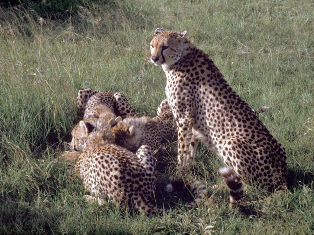 Обои картинки фото животные, гепарды