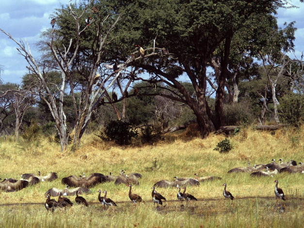 Обои картинки фото животные, гуси