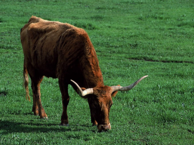 Обои картинки фото животные, коровы, буйволы