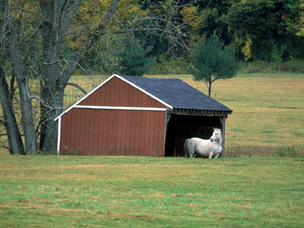 Обои картинки фото животные, лошади