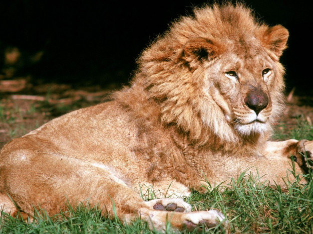 Обои картинки фото животные, львы