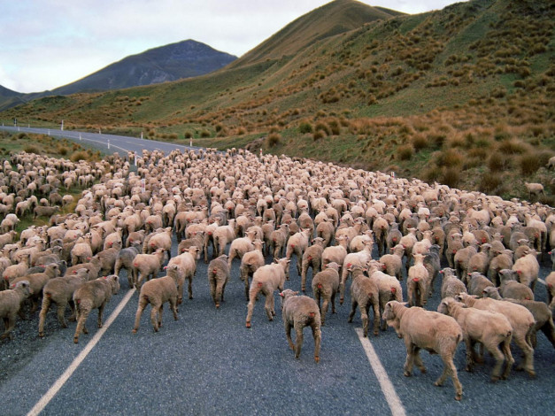 Обои картинки фото животные, овцы, бараны