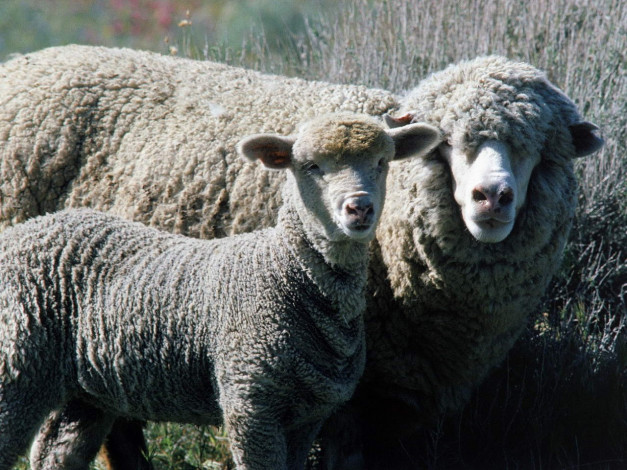 Обои картинки фото животные, овцы, бараны