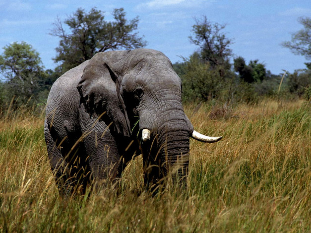 Обои картинки фото животные, слоны