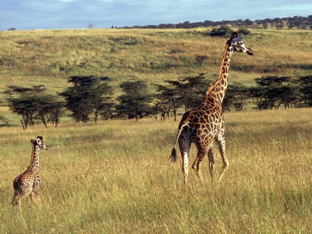 Обои картинки фото животные, жирафы