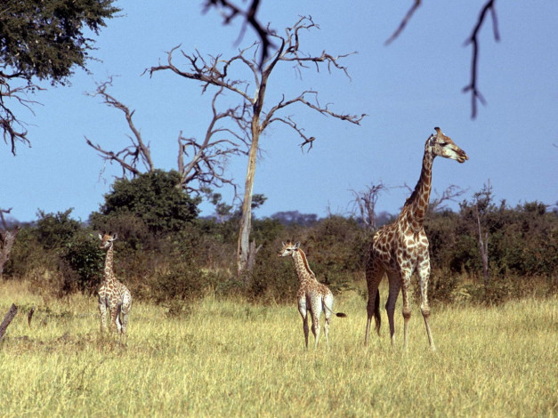 Обои картинки фото животные, жирафы