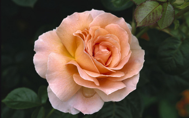 Обои картинки фото цветы, розы