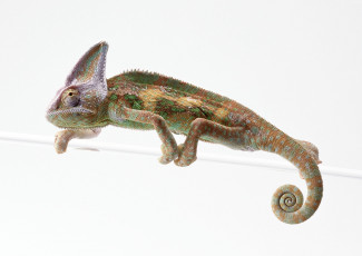 Картинка животные хамелеоны