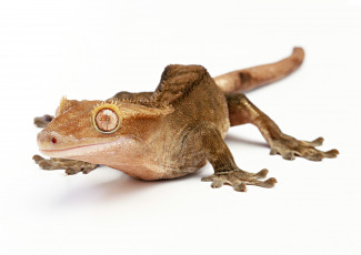 Картинка животные Ящерицы игуаны вараны