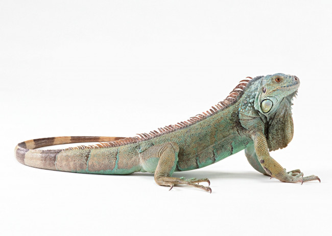 Обои картинки фото животные, Ящерицы, игуаны, вараны