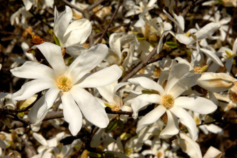 Картинка цветы магнолии белый много