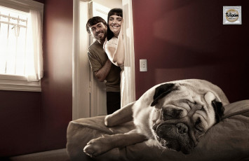 Картинка бренды tulip& 225 презерватив умиление собака сон