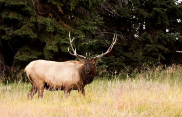 Картинка животные олени большой рога