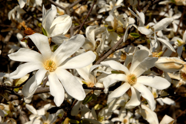 Обои картинки фото цветы, магнолии, белый, много