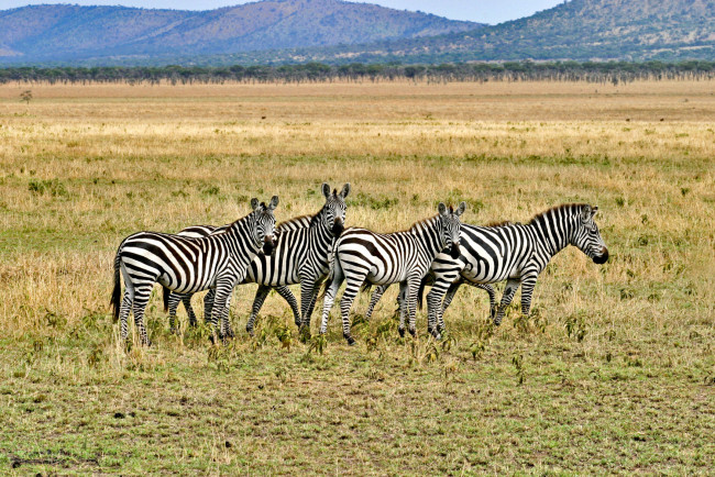 Обои картинки фото животные, зебры, горы, сафари, полосатые