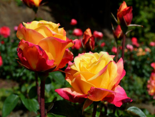 Картинка цветы розы бутоны лепестки